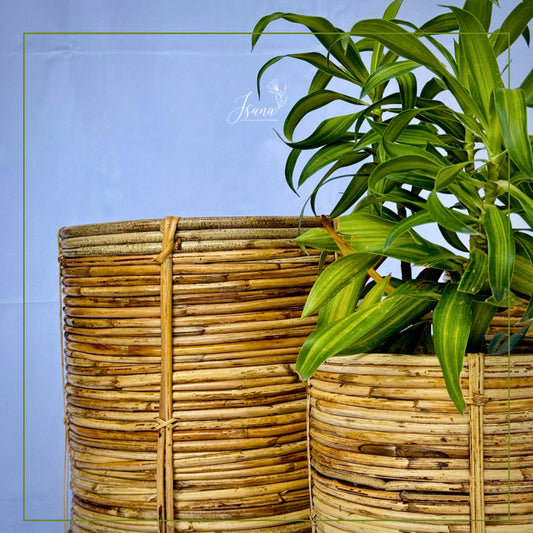 Coiled Cane Planters - Set of 3