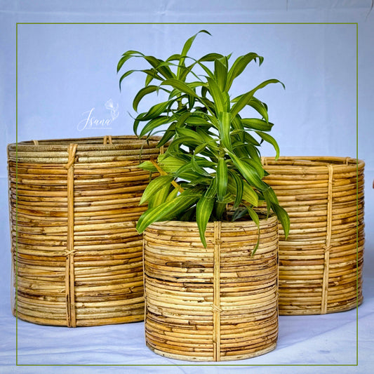 Coiled Cane Planters - Set of 3