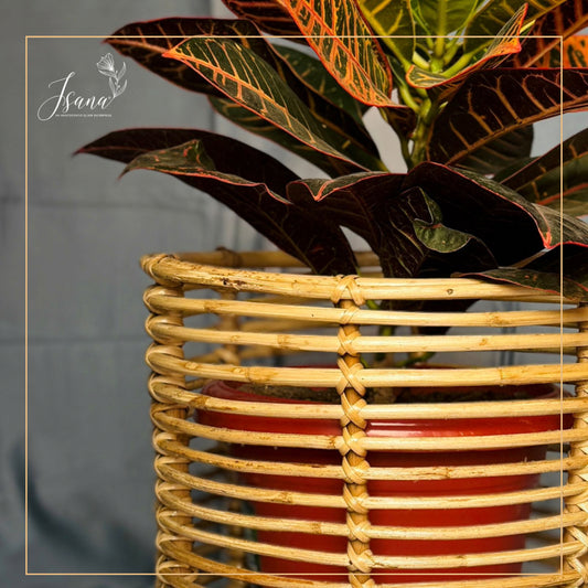 Cane Planter with Stand