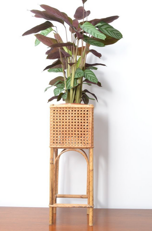 Cane Planter with Stand