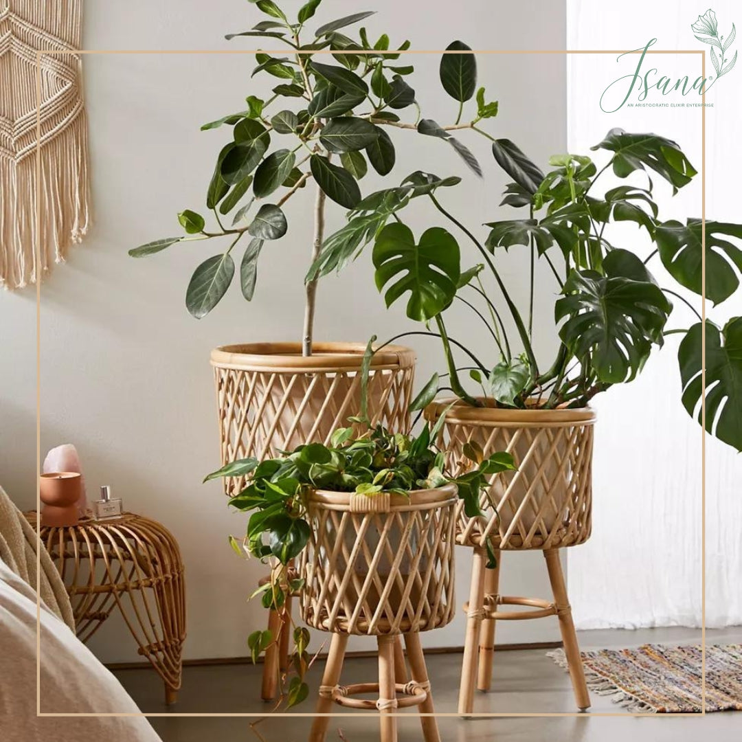 Cane Planter with Stand