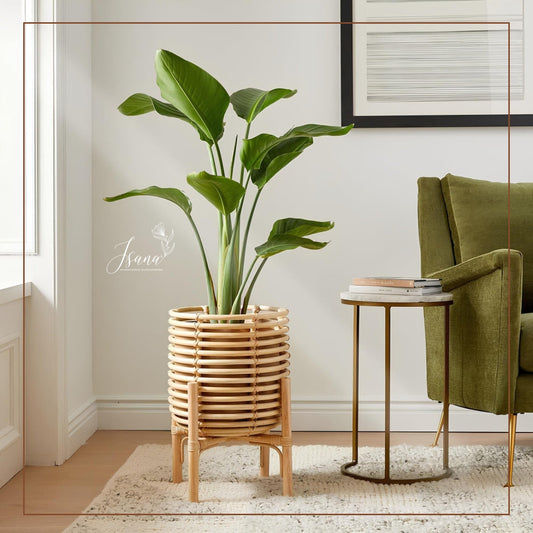Cane Planter with Stand