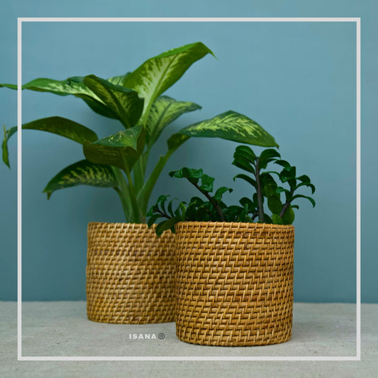 Bucket Cane Planter