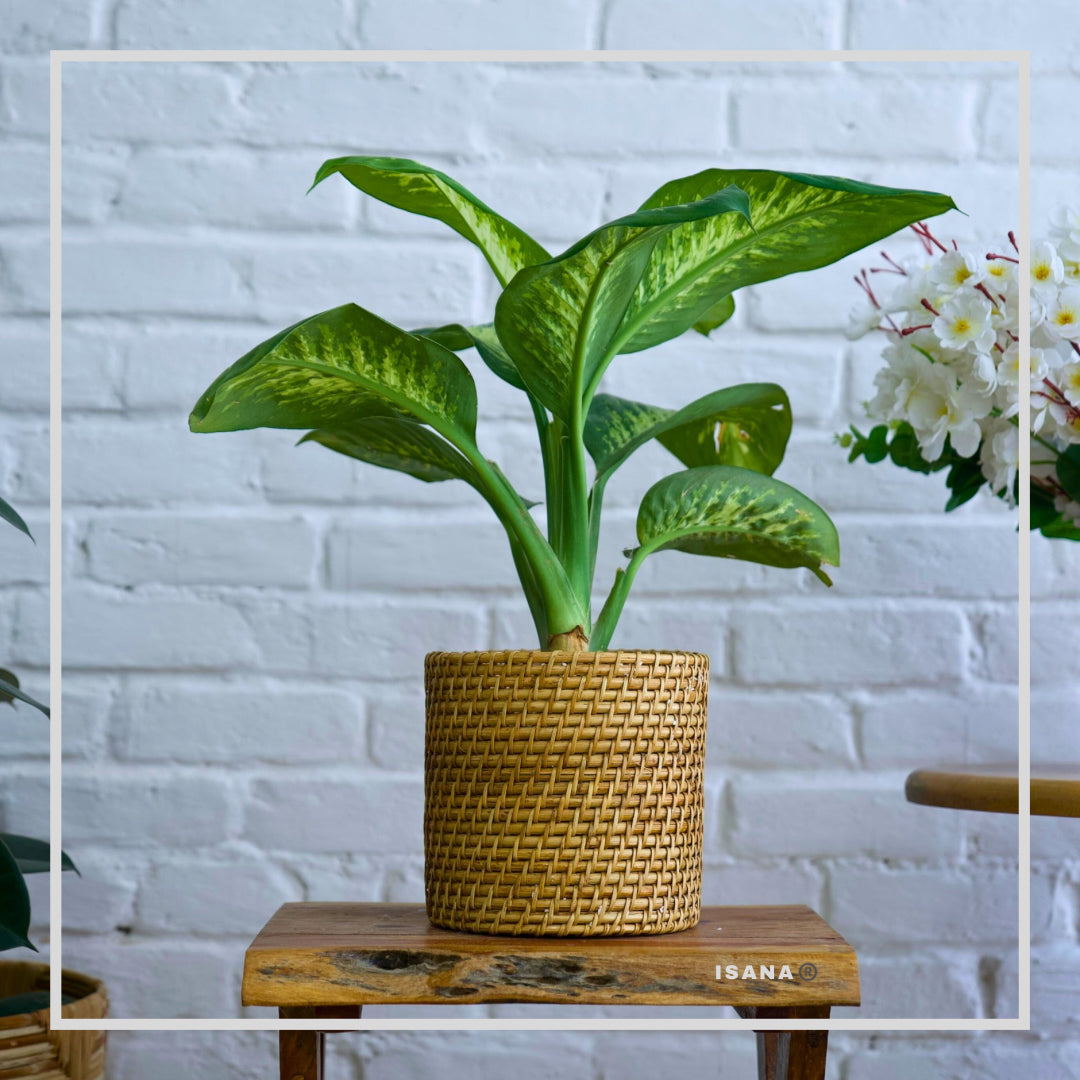 Bucket Cane Planter