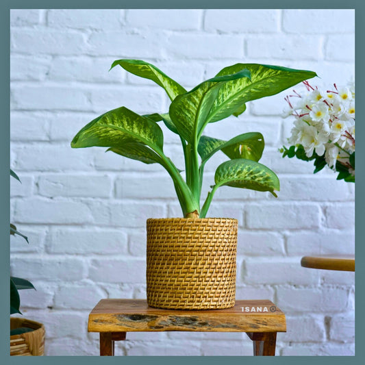 Bucket Cane Planter