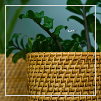 Bucket Cane Planter