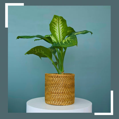 Bucket Cane Planter