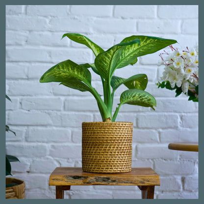 Bucket Cane Planter