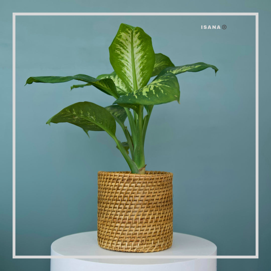 Bucket Cane Planter