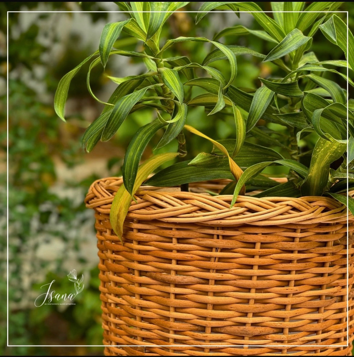 Willow planter - Set of 3